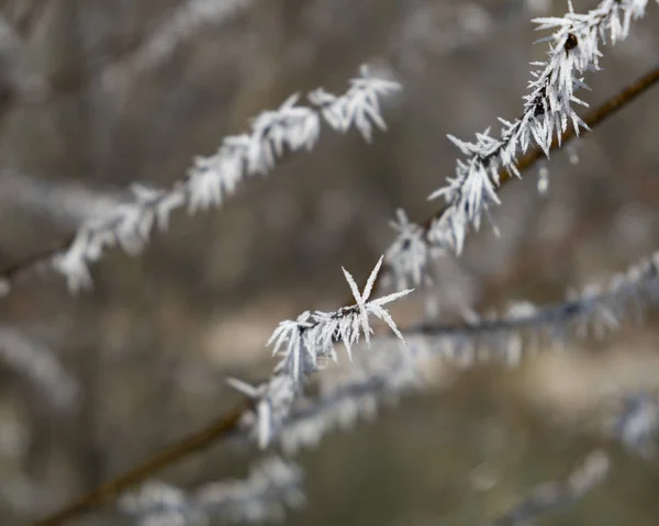 Hoarfrost en una rama a la luz del sol — Foto de Stock