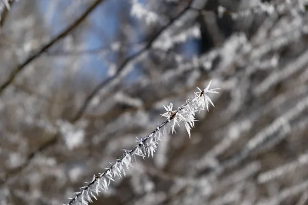 阳光下树枝上的白霜 — 图库照片