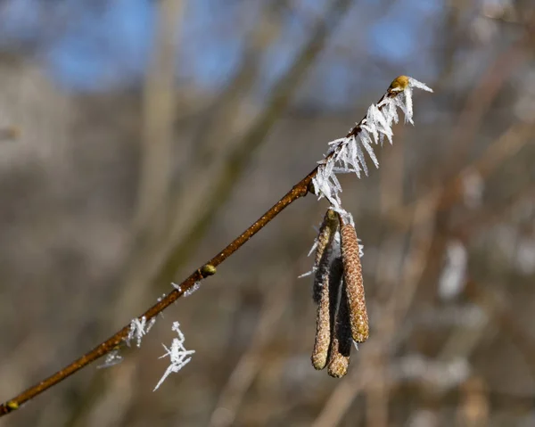 Hoarfrost em um ramo — Fotografia de Stock