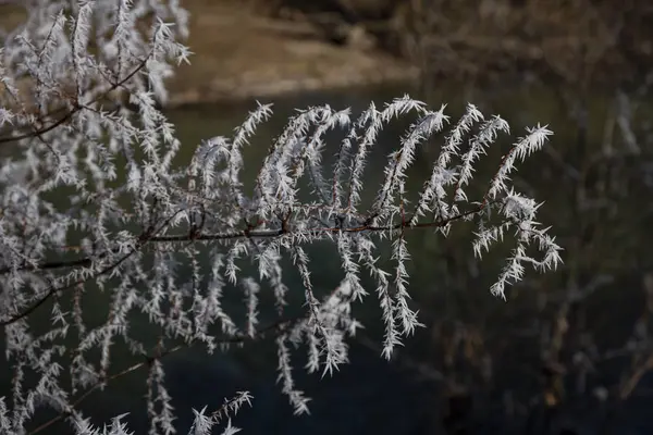 Hoarfrost em um ramo na luz solar — Fotografia de Stock