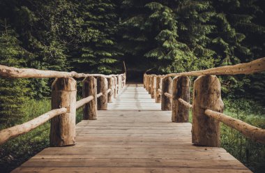 Yazın Karpat Ormanı