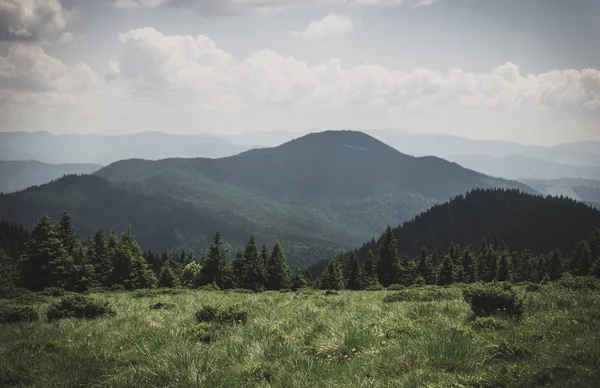 Carpathian forest in summer — Stock Photo, Image