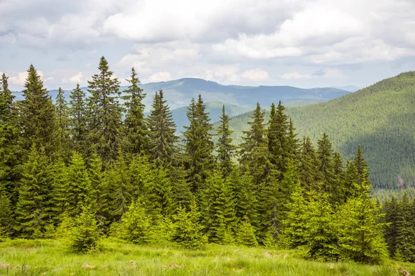 Karpatský les v létě — Stock fotografie