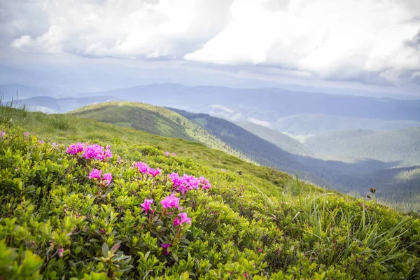 Montañas Cárpatas en verano — Foto de Stock