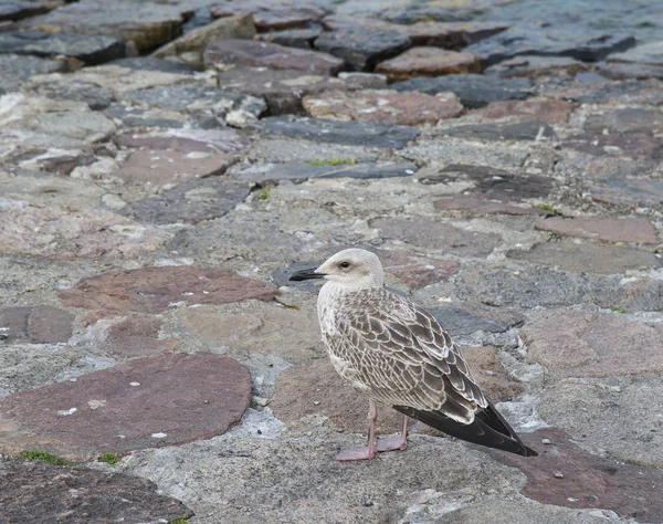 Seagull på Östersjöns strand — Stockfoto