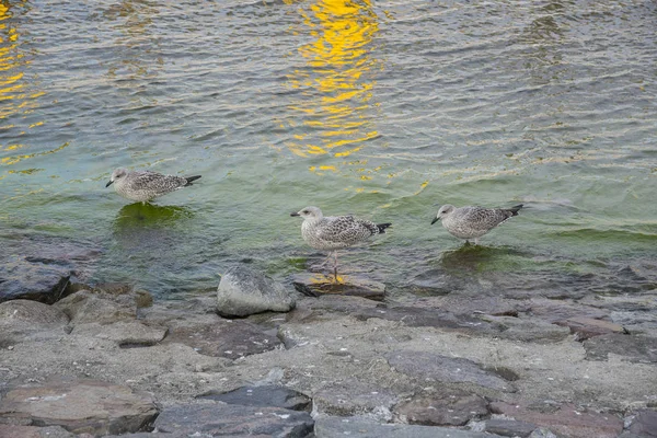 Möwen am Strand der Ostsee — Stockfoto