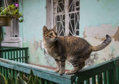 Odessa sokaklarında kedi