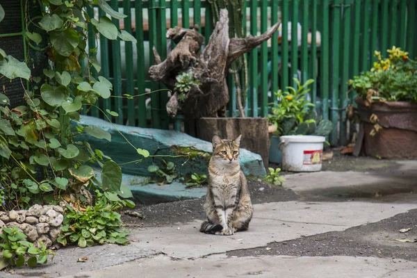 Chat dans les rues d'Odessa — Photo