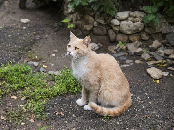 Chat dans les rues d'Odessa — Photo