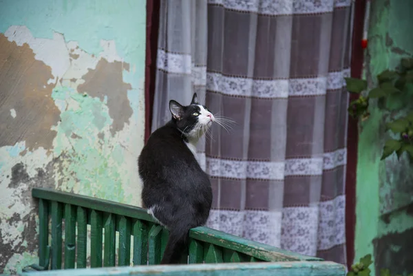 Chat dans les rues d'Odessa — Photo