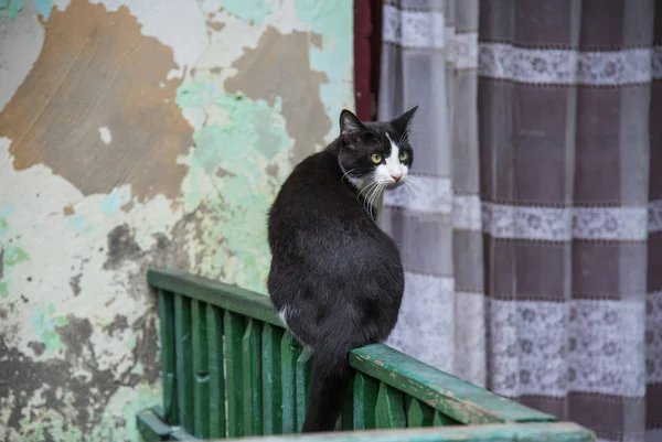 Cat on the streets of Odessa — 스톡 사진