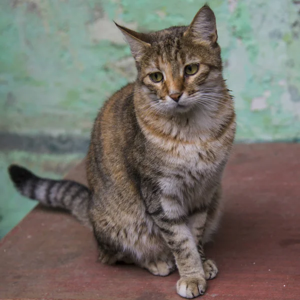 Кішка на вулицях Одеси. — стокове фото