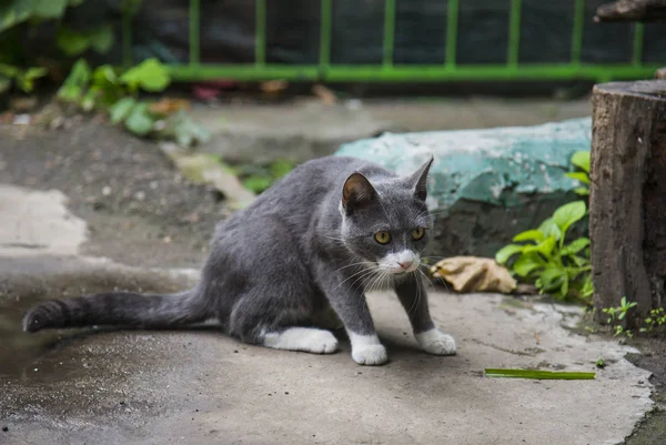 Chat dans les rues d'Odessa — Photo