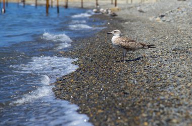 Deniz kıyısındaki martı