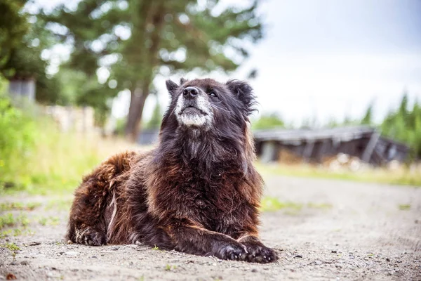 Caucasian Shepherd dog in the yard