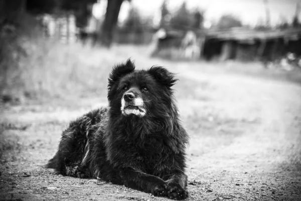 Perro pastor caucásico — Foto de Stock