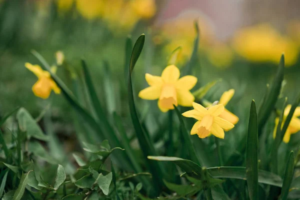 Spring in the city, Prague — Stock Photo, Image