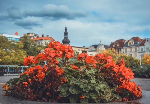 Цветы на главной площади Остравы — стоковое фото