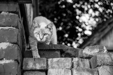 Gri-beyaz kedi açık