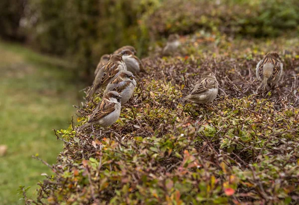 Sparrows on the bushes — Stock Photo, Image