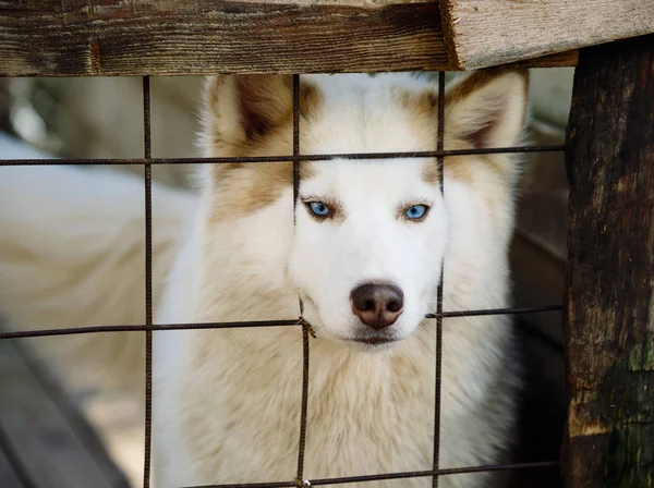 Mooie husky hond — Stockfoto