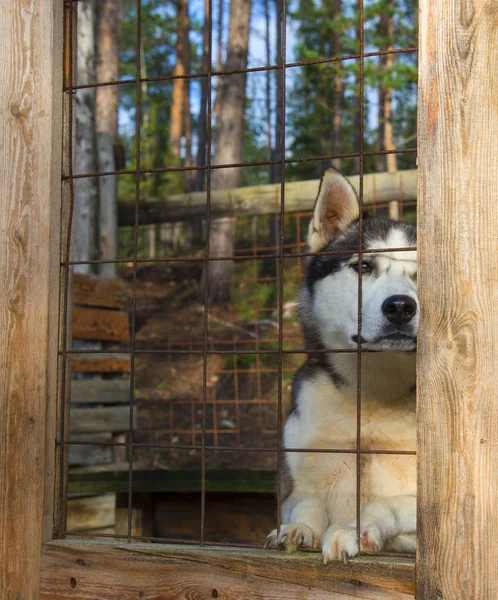 Mooie husky hond — Stockfoto
