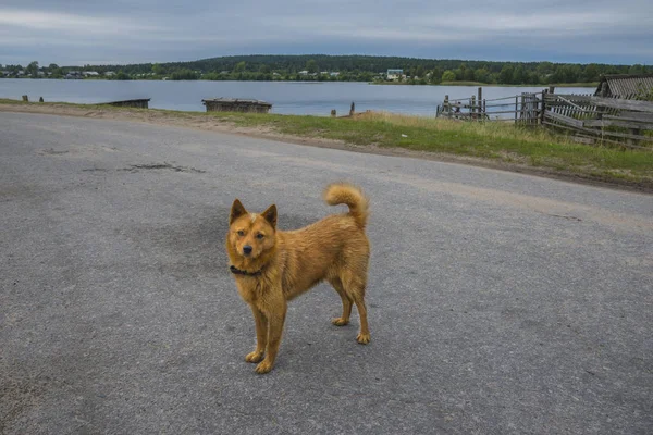 Cão na estrada — Fotografia de Stock