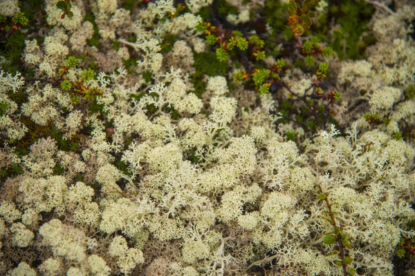 Muschio verde e licheni — Foto Stock