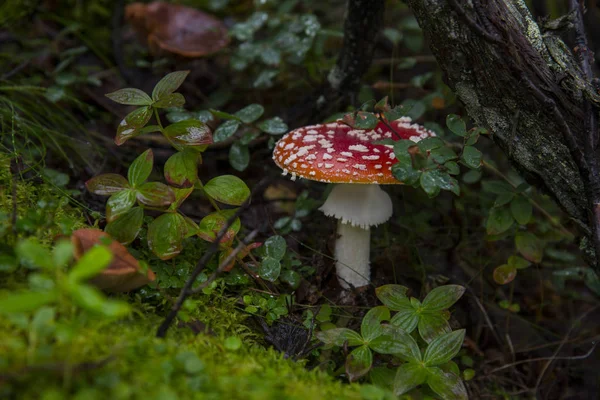 Mushroom in the forest — Stock Photo, Image
