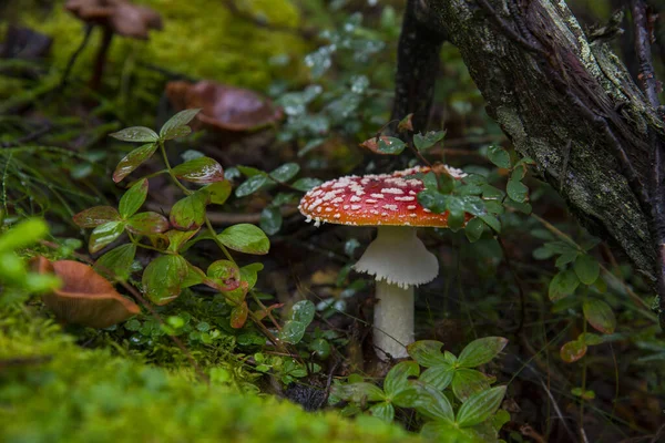 Cogumelo na floresta — Fotografia de Stock