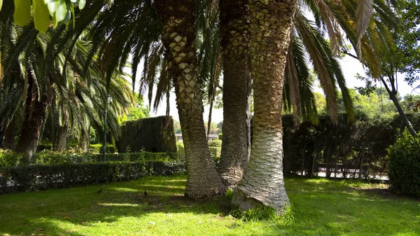 Palmbomen in de stadstuin — Stockfoto