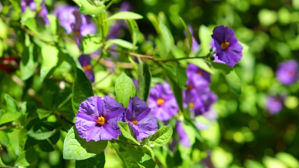 Lycianthes Lycioides çiçekleri — Stok fotoğraf