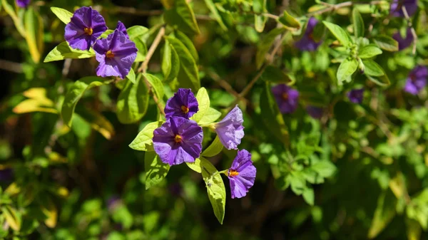 Lycianthes Lycioides çiçekleri — Stok fotoğraf