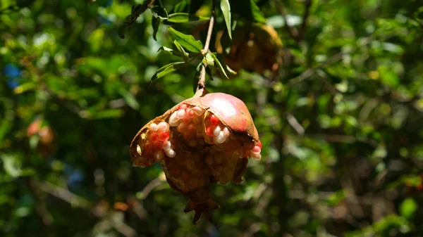Fruta de romã em uma árvore — Fotografia de Stock