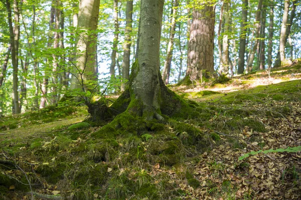 Les v létě, Polsko — Stock fotografie