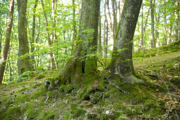 Floresta na hora de verão, Polônia — Fotografia de Stock