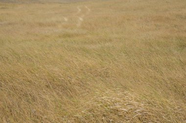 Crimean landscape in the fall
