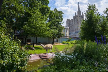 Moskova / Rusya - 26 Haziran 2016: Alpaca (Lama guanicoe) Moskova Hayvanat Bahçesi