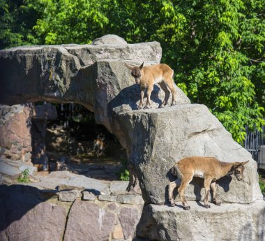 Moskova Hayvanat Bahçesi 'nde keçi yavruları, Rusya