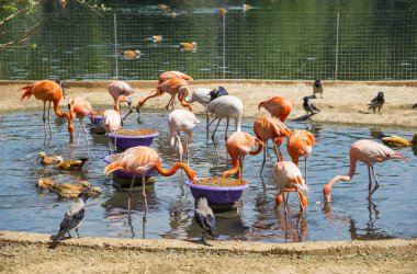 Pembe flamingolar, Moskova hayvanat bahçesi besleme