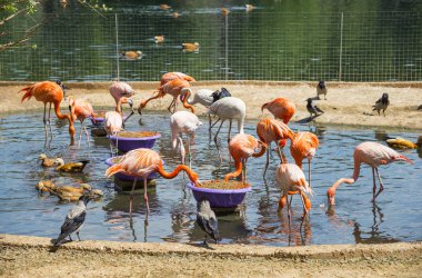 Feeding of pink flamingos, Moscow Zoo clipart