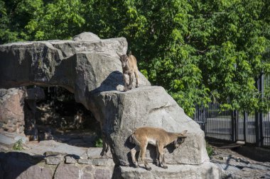 Moskova Hayvanat Bahçesi 'nde keçi yavruları, Rusya