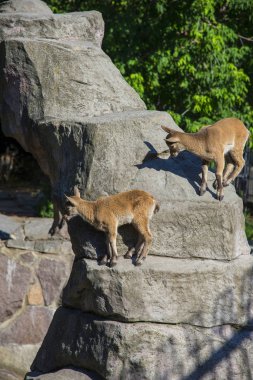 Moskova Hayvanat Bahçesi 'nde keçi yavruları, Rusya
