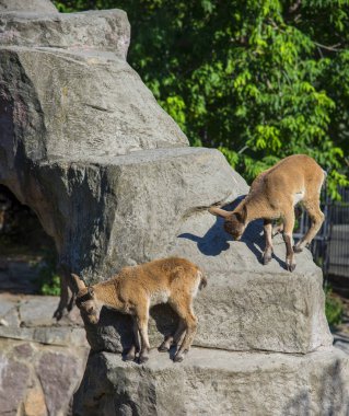 Moskova Hayvanat Bahçesi 'nde keçi yavruları, Rusya