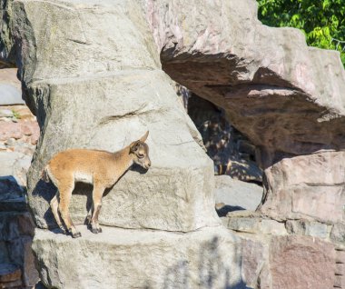 Moskova Hayvanat Bahçesinde Keçilik, Rusya