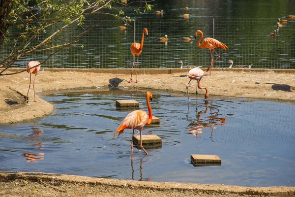 Feeding Pink Flamingos Moscow Zoo — Stock Photo, Image