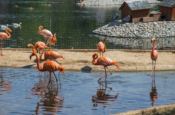 Rosafarbene Flamingos Moskauer Zoo — Stockfoto