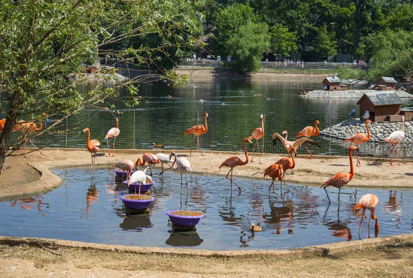 Feeding Pink Flamingos Moscow Zoo — Stock Photo, Image