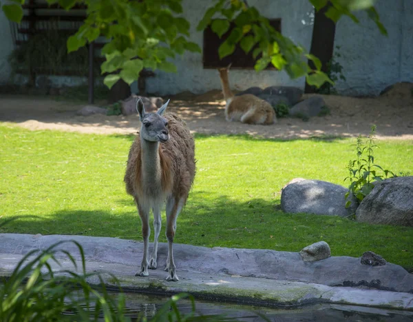 Alpaka Lama Guanicoe Moskauer Zoo Russland Sommerzeit — Stockfoto