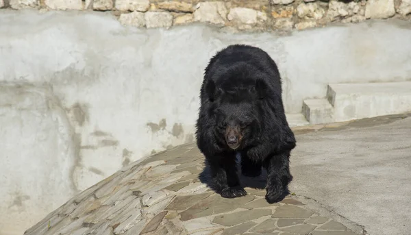 Asijský Černý Medvěd Moskevské Zoo Rusko — Stock fotografie
